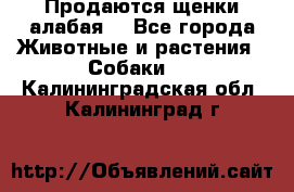 Продаются щенки алабая  - Все города Животные и растения » Собаки   . Калининградская обл.,Калининград г.